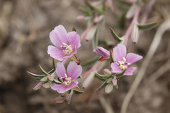 Clarkia davyi