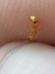 Pseudomyrmex simplex