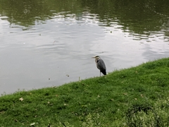 Ardea cinerea