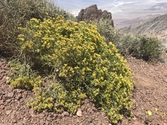 Amphipappus fremontii