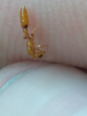 Pseudomyrmex simplex