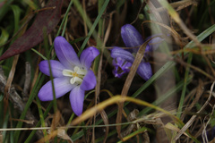Brodiaea terrestris terrestris