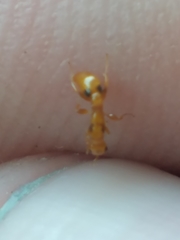Pseudomyrmex simplex