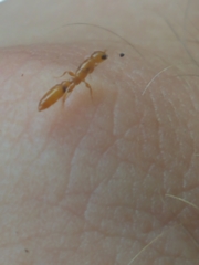 Pseudomyrmex simplex