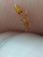 Pseudomyrmex simplex