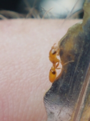 Pseudomyrmex simplex