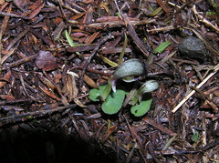 Corybas cheesemanii