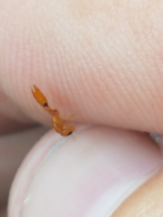 Pseudomyrmex simplex