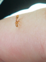 Pseudomyrmex simplex