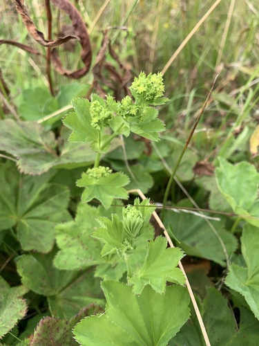 Smooth lady's mantle (Alchemilla glabra)