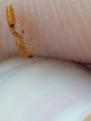 Pseudomyrmex simplex