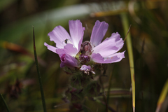 Sidalcea calycosa rhizomata