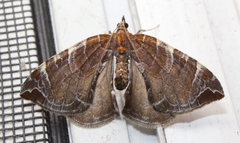 Eulithis molliculata