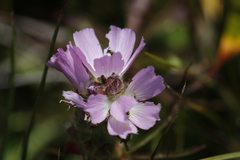Sidalcea calycosa rhizomata