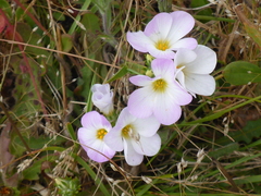 Leptosiphon grandiflorus