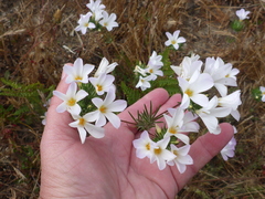 Leptosiphon grandiflorus