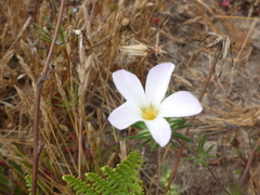 Leptosiphon grandiflorus