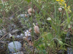 Gastropoda
