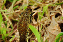 Xenodon rabdocephalus