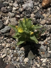 Mohavea breviflora