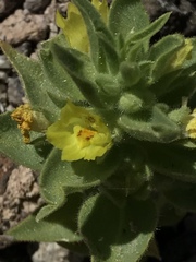 Mohavea breviflora