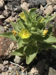 Mohavea breviflora