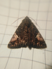 Aedia funesta