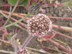 Chorizanthe cuspidata