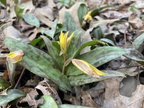 Image of Erythronium rostratum by (c) Caleb Catto, some rights reserved (CC BY)