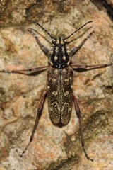 Xylotrechus rusticus