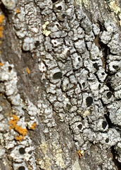 Pseudothelomma occidentale