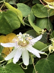 Passiflora pallens