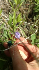 Scutellaria brittonii