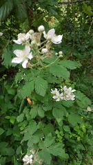 Rubus