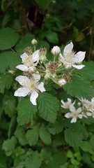 Rubus