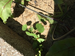 Abutilon theophrasti