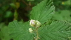 Rubus