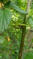 Rubus