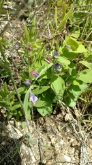 Scutellaria brittonii
