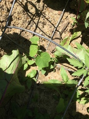 Abutilon theophrasti