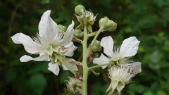 Rubus
