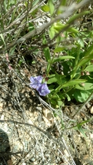 Scutellaria brittonii