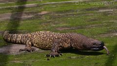 Heloderma exasperatum