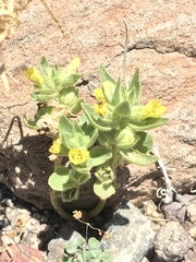 Mohavea breviflora