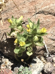 Mohavea breviflora