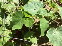 Abutilon theophrasti