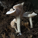 Entoloma peralbidum - Photo (c) Julie Vause, some rights reserved (CC BY-NC), uploaded by Julie Vause