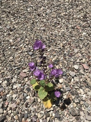 Phacelia calthifolia