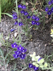 Scutellaria brittonii