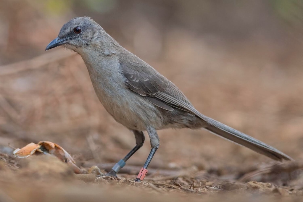 Socorro Mockingbird (Mimus graysoni) photo